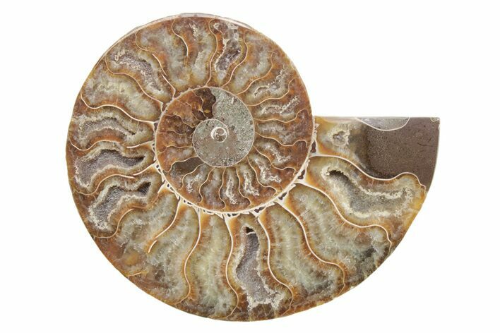 Cut & Polished Ammonite Fossil (Half) - Madagascar #223178
